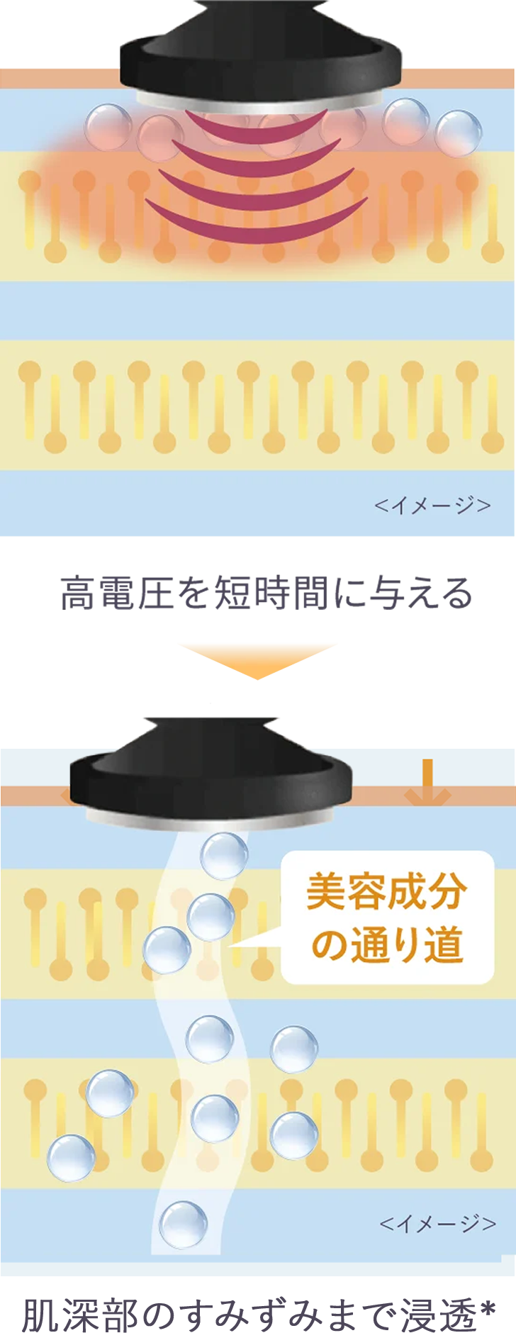 （DYHPによる浸透イメージ図）高電圧を短時間に与える→（美容成分の通り道イメージ図）美肌成分の通り道をつくり肌深部＊の隅々まで浸透