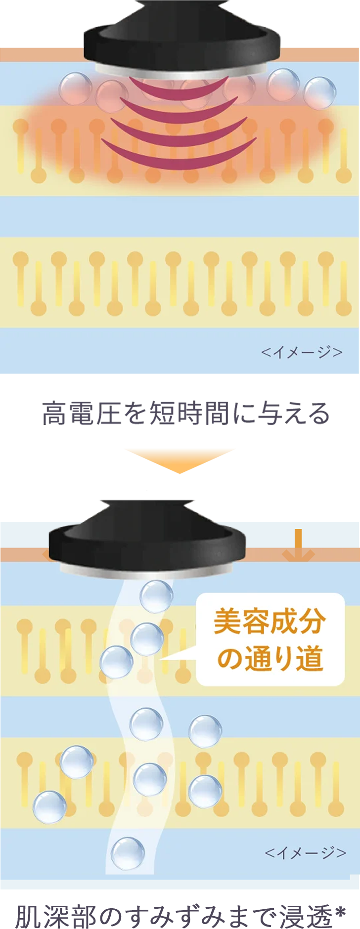 （DYHPによる浸透イメージ図）高電圧を短時間に与える→（美容成分の通り道イメージ図）美肌成分の通り道をつくり肌深部＊の隅々まで浸透
