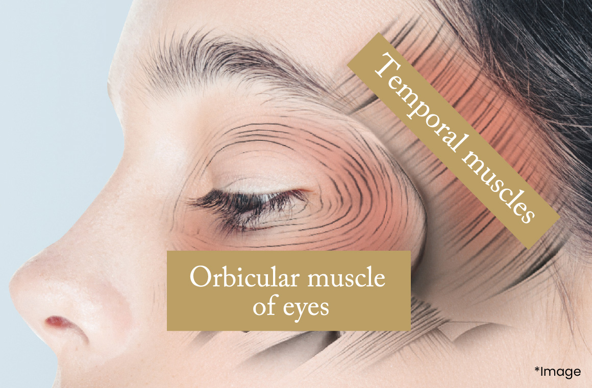 the orbicular muscles of eyes