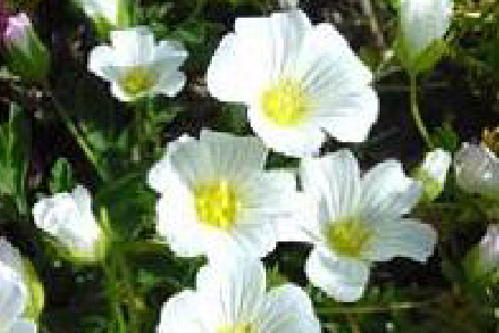 Meadowfoam oil